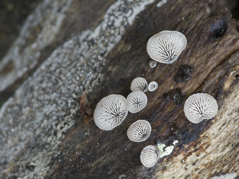 Resupinatus applicatus